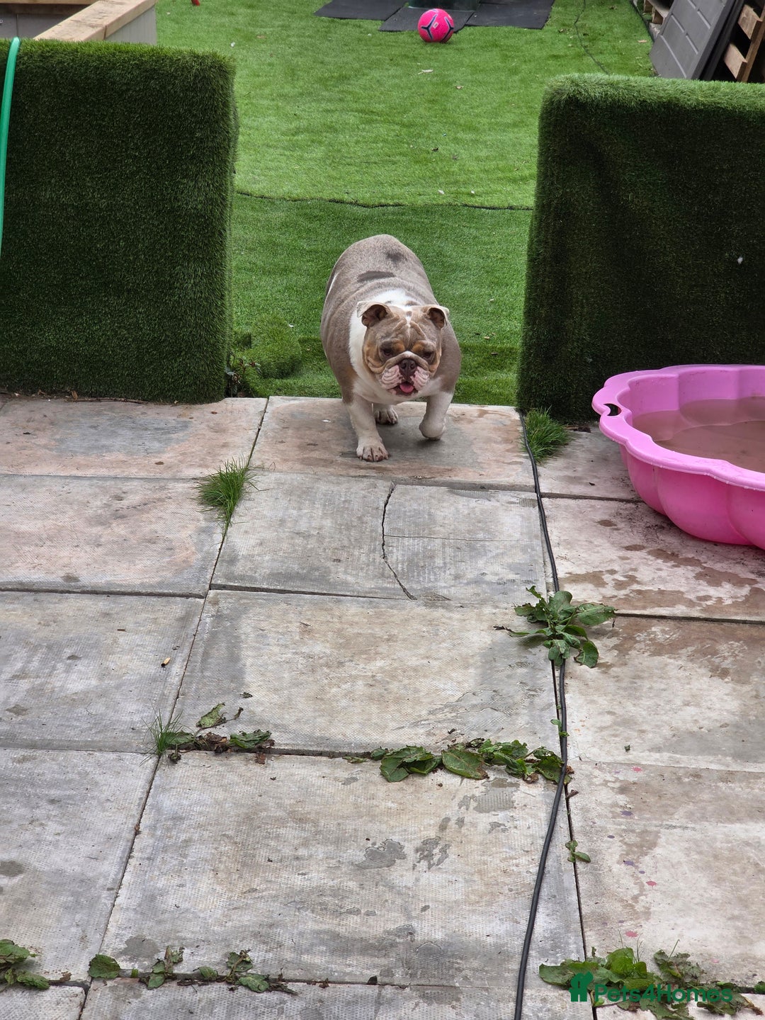 English Bulldog dogs for sale: male and female english bulldogs - Image 4