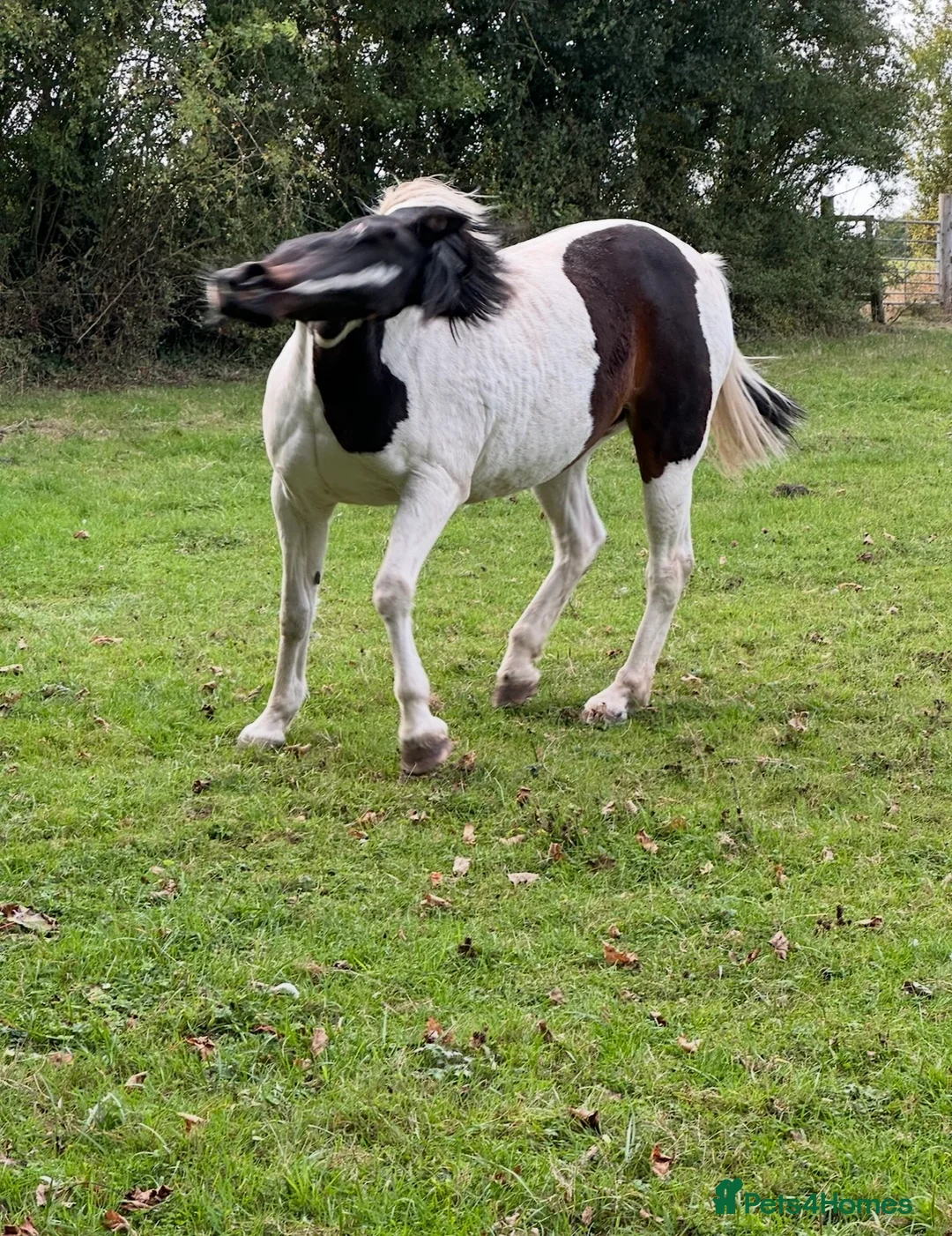 Other Breed horses for sale: FLOSSIE BEAUTIFUL SKEWBALD HOMEBRED MARE  - Advert 5
