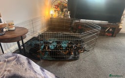 Mixed Breed dogs for sale: French Bullweilers - Image 4