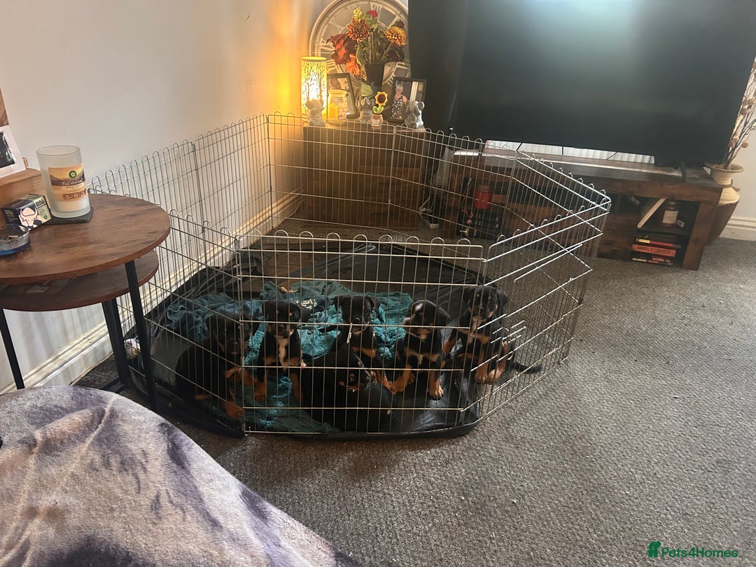 Mixed Breed dogs for sale: French Bullweilers - Image 4