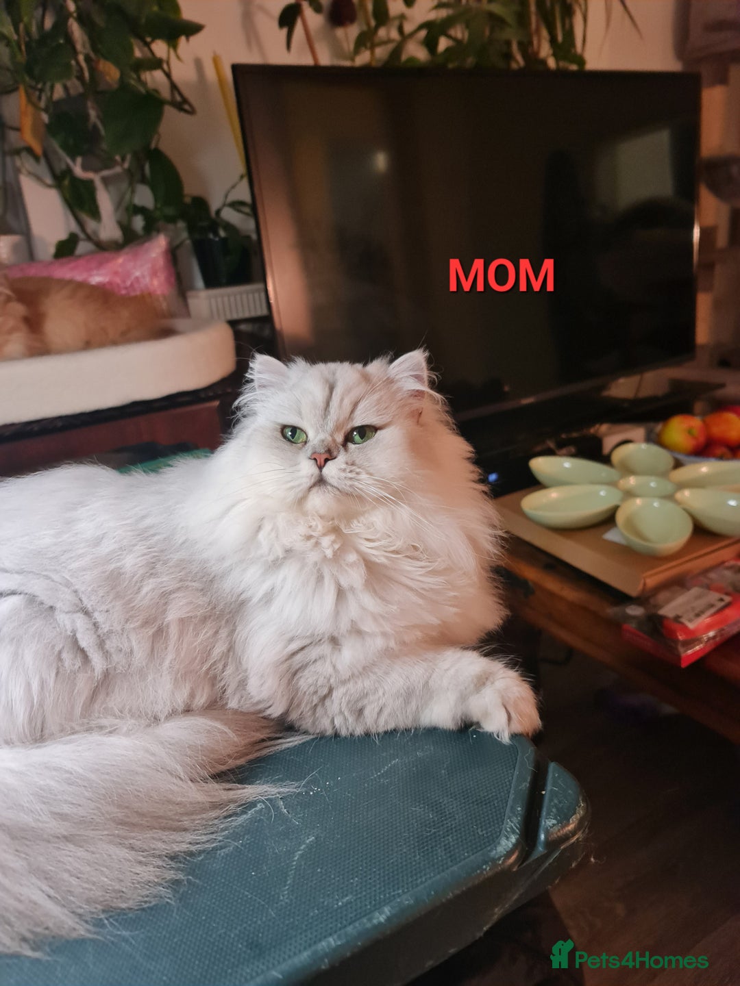 Persian cats for sale: 2 Boys left! Persian Chinchilla kittens - Image 4