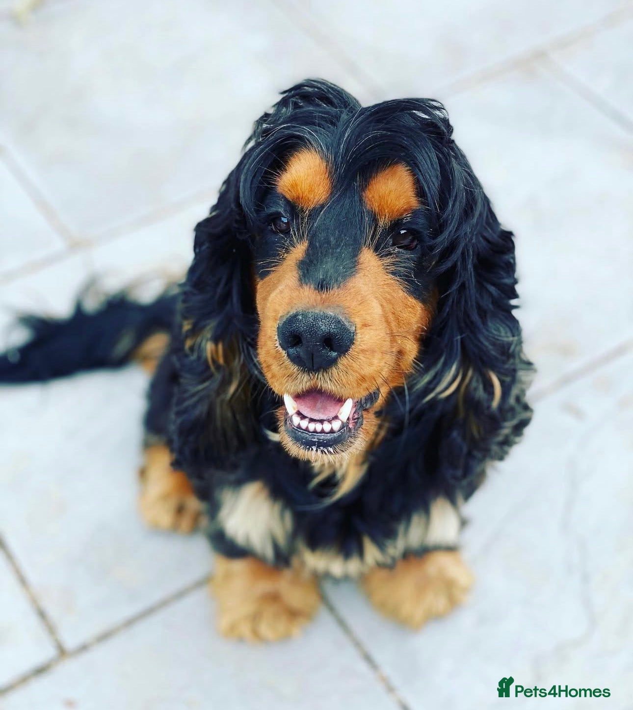 Cocker Spaniel dogs Kc show cocker spaniels  - Advert 2