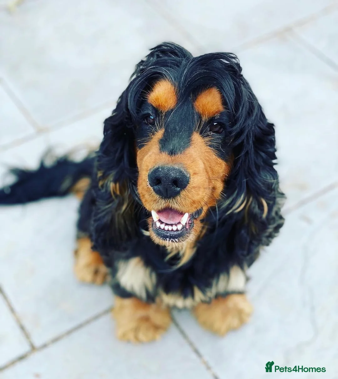 Cocker Spaniel dogs for sale: Kc show cocker spaniels  - Advert 2