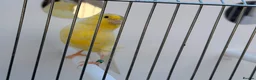 Finches birds for sale: waterslager canary Hen - Advert 2