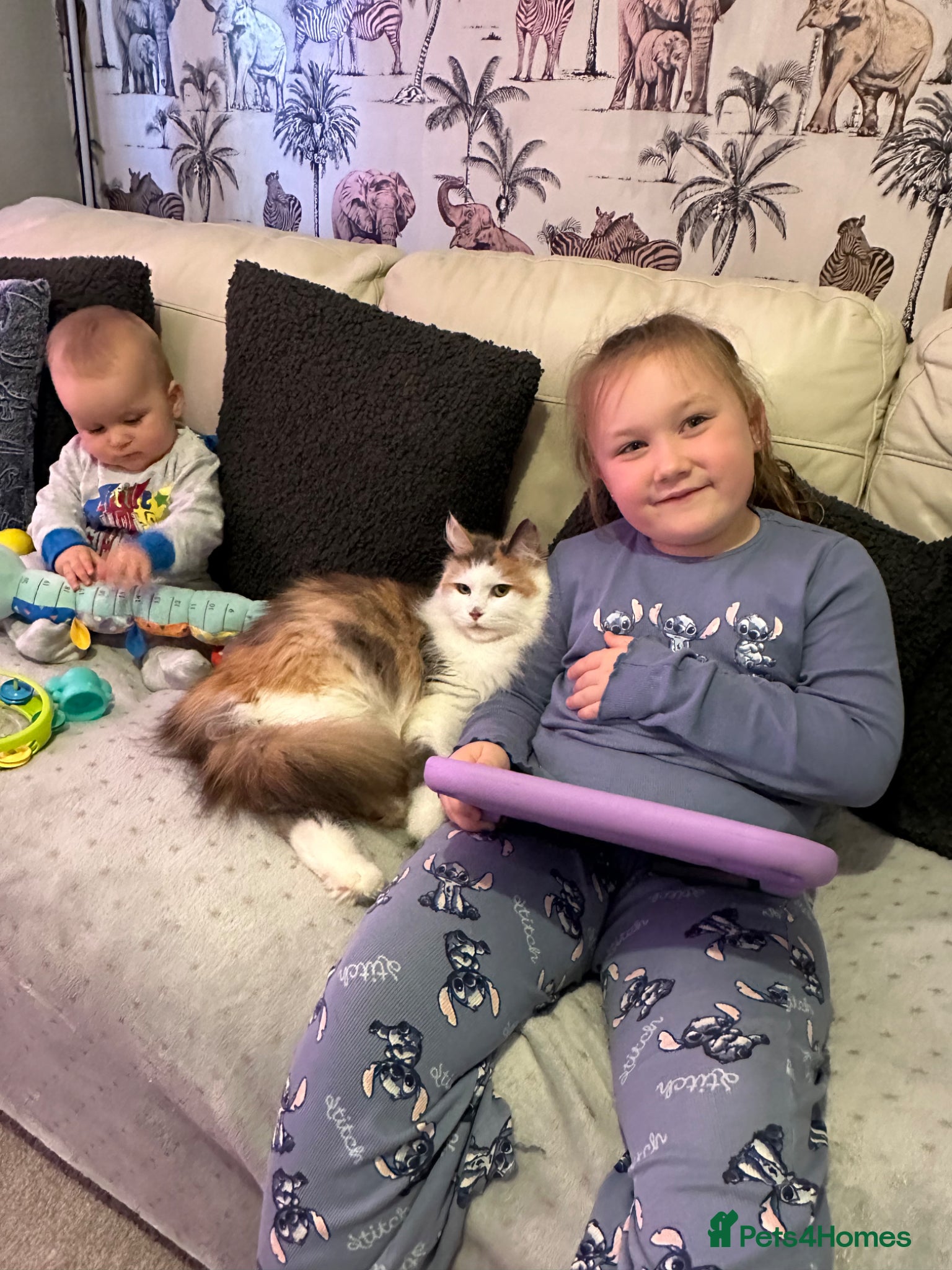 Mixed Breed cats Maine coon X - Advert 1