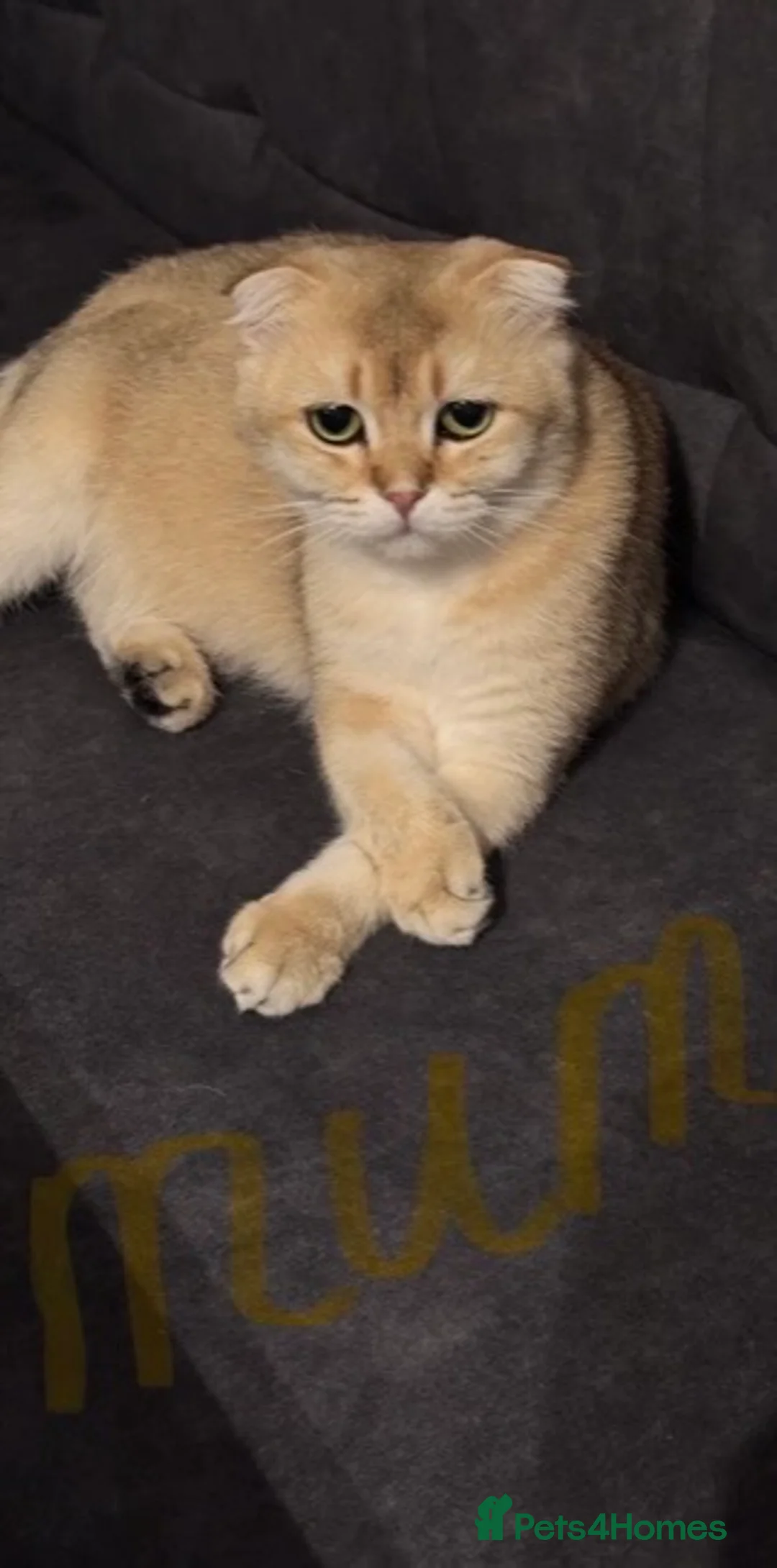 Scottish Fold cats for sale: Scottish fold straight kitten - Advert 4