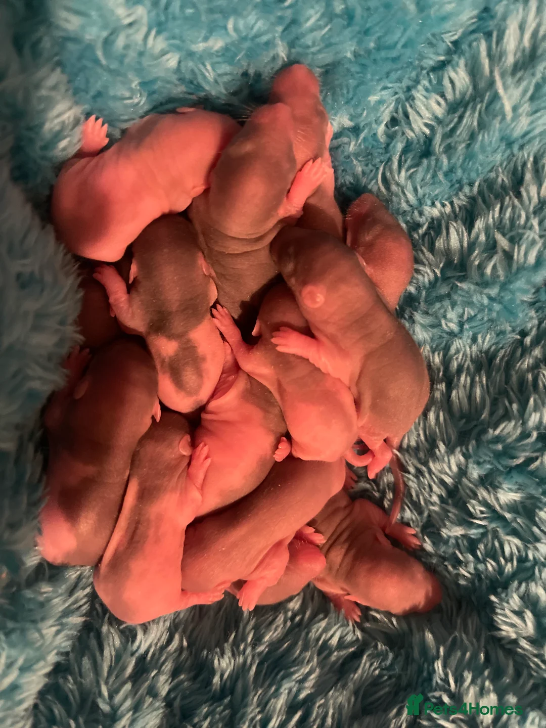 Rat rodents for sale: Baby rats looking for 5*homes only  - Advert 31