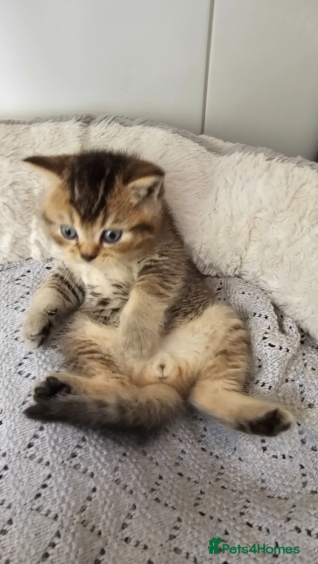 Scottish Fold cats for sale: Adorable golden black ticked scottish straight  - Advert 2