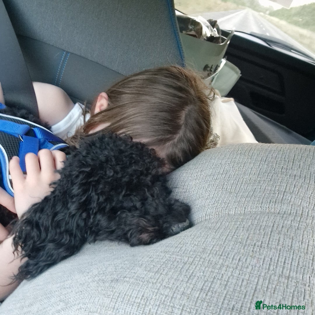 Miniature Poodle dogs for sale: Loving Black Miniature Poodle (2 Years Old) - Image 6