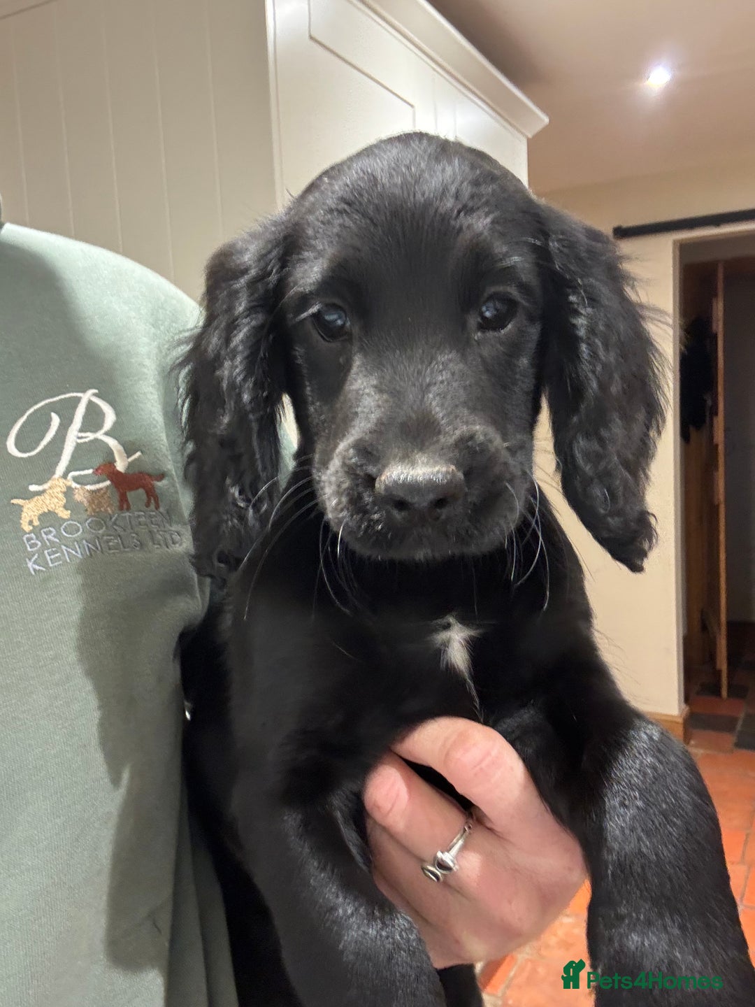 Cocker Spaniel dogs for sale: Beautiful Cocker Spaniel Puppies 🖤🧡 - Image 7
