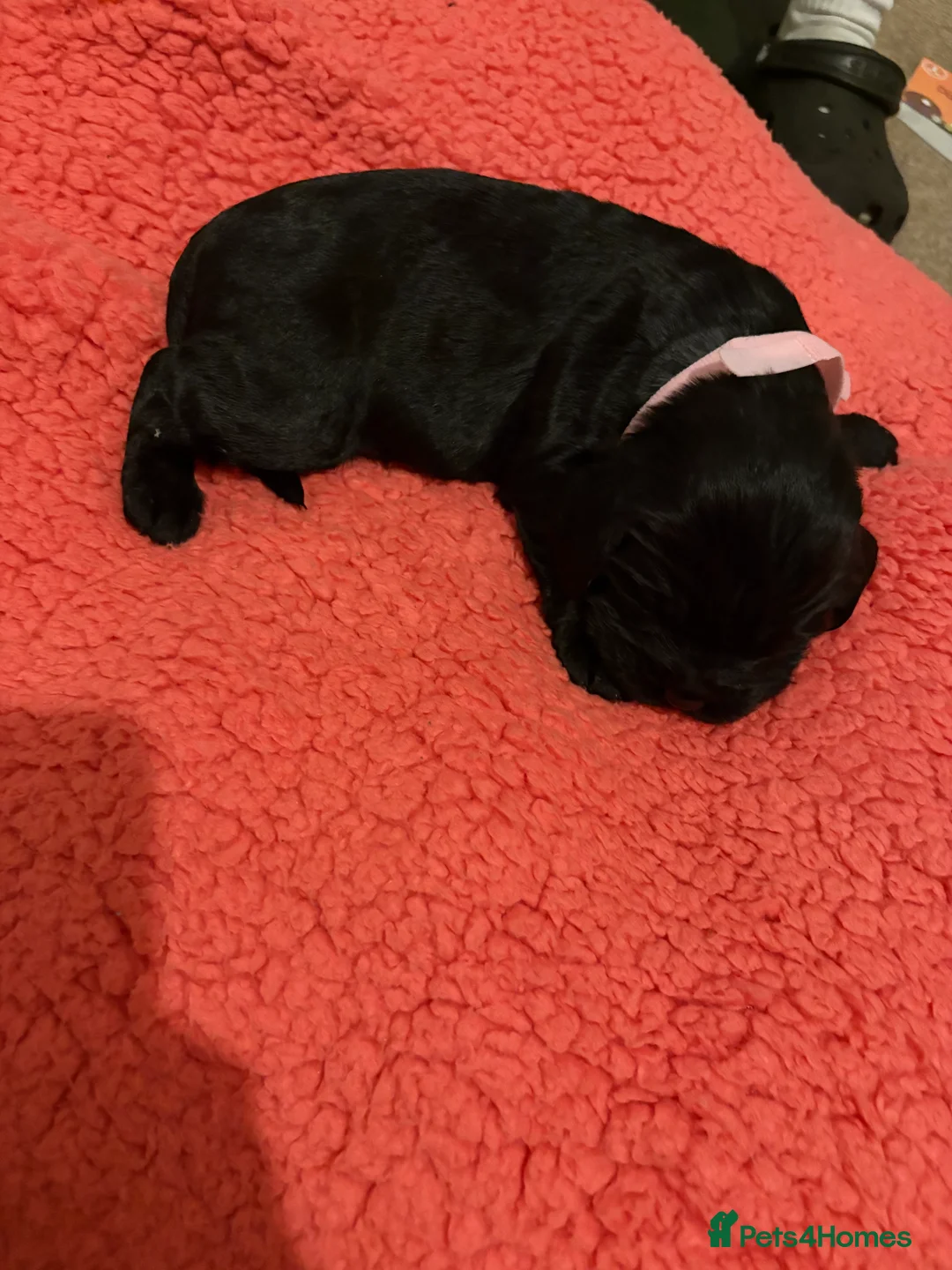 Sprocker dogs for sale: Beautiful Sprockers looking for their forever home - Advert 4