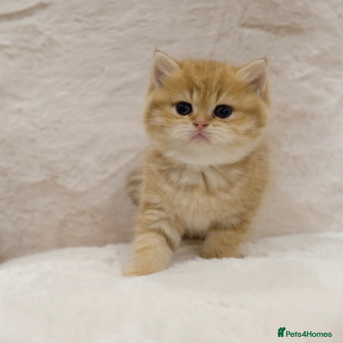 British Shorthair cats Ready Now- Adorable golden BSH girl TICA reg  - Advert 1