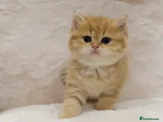 British Shorthair cats Ready Now- Adorable golden BSH girl TICA reg - Advert 1