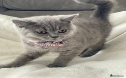 British Shorthair cats for sale: Beautiful  bsh gccf girl (champion breed lines) in Swanley - Image 5