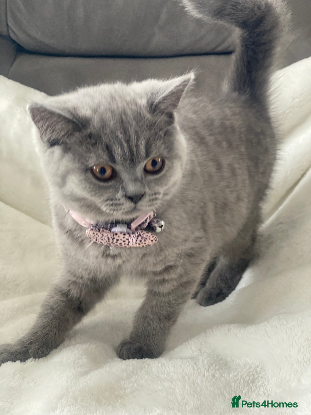 British Shorthair cats for sale: Beautiful  bsh gccf girl (champion breed lines) in Swanley - Image 5