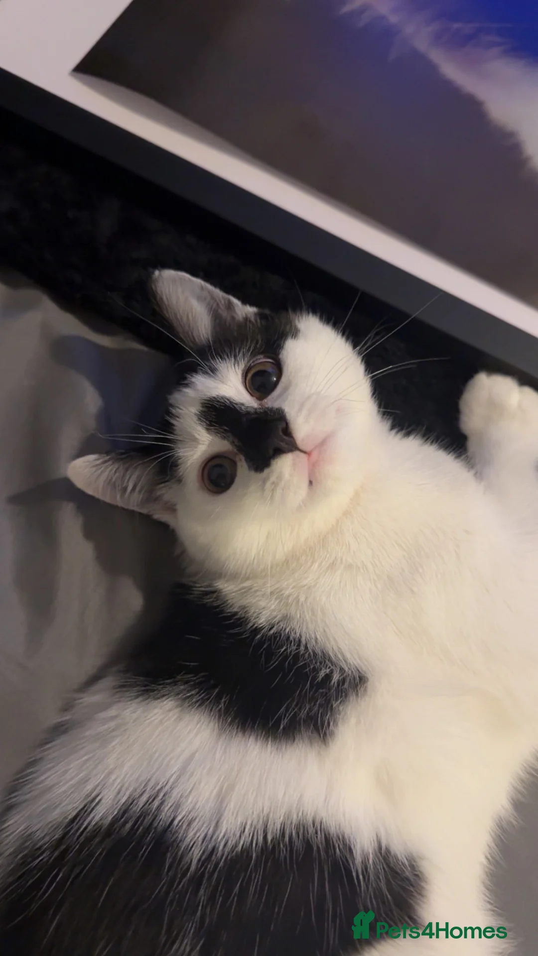 Mixed Breed cats for sale: Boy cat called TJ - Advert 1