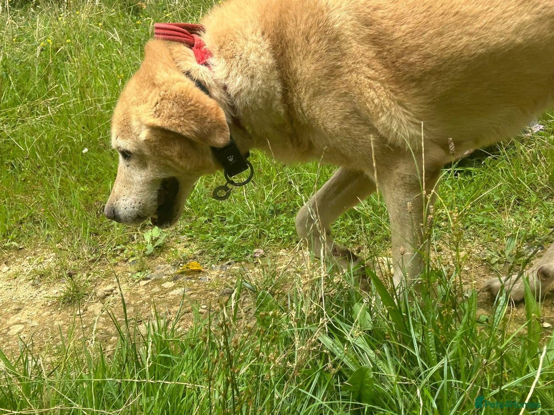 Labrador Retriever dogs for adoption: Rupert - Norwich Norfolk  - Image 7