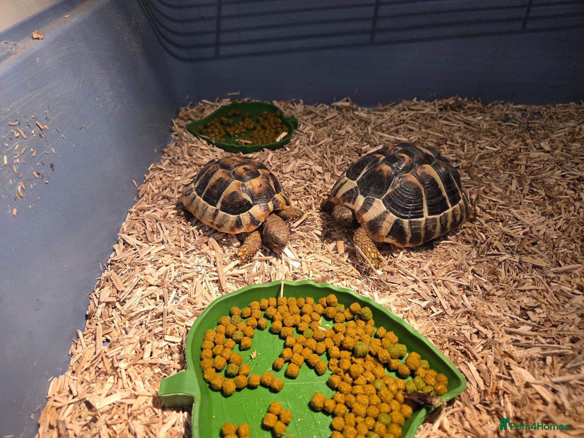 Tortoise reptiles 2 x Harmanns Tortoise.  - Advert 15