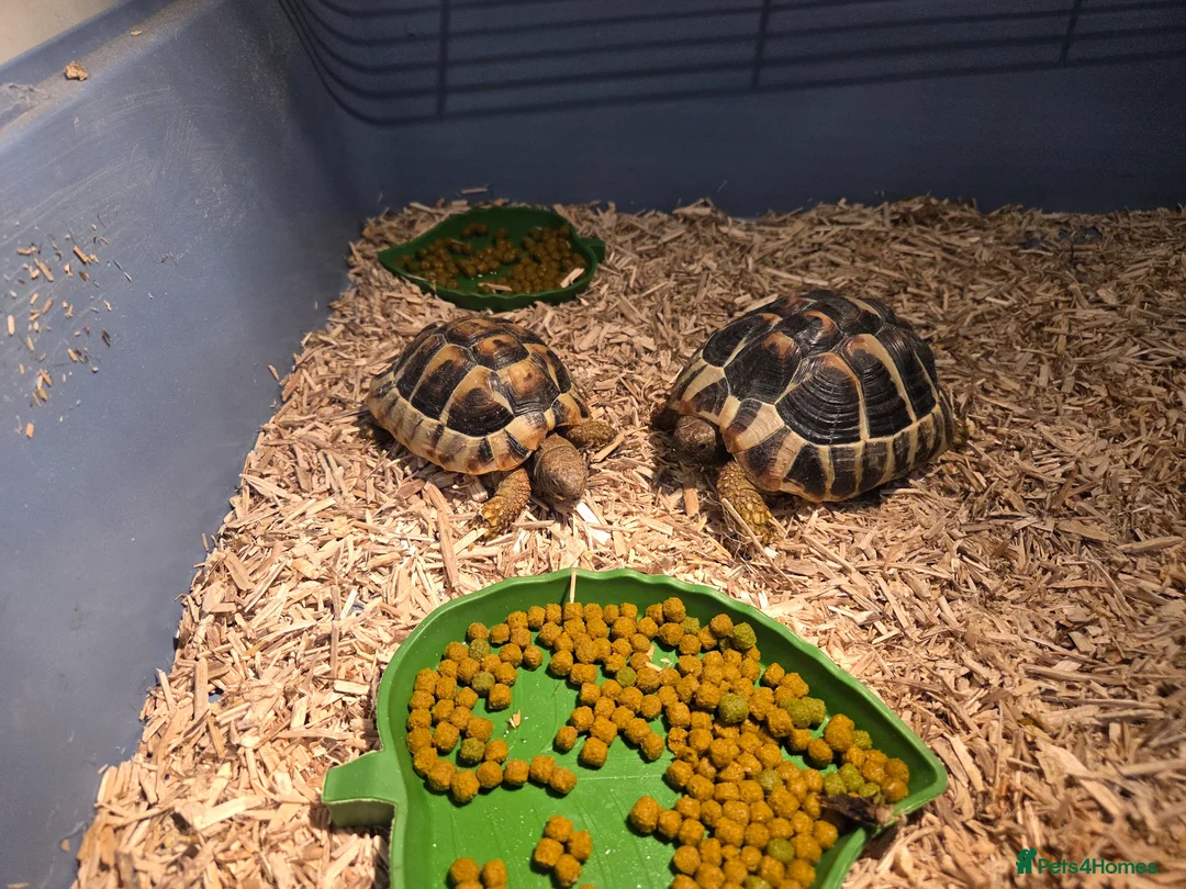 Tortoise reptiles for sale: 2 x Harmanns Tortoise.  in New Romney - Advert 1