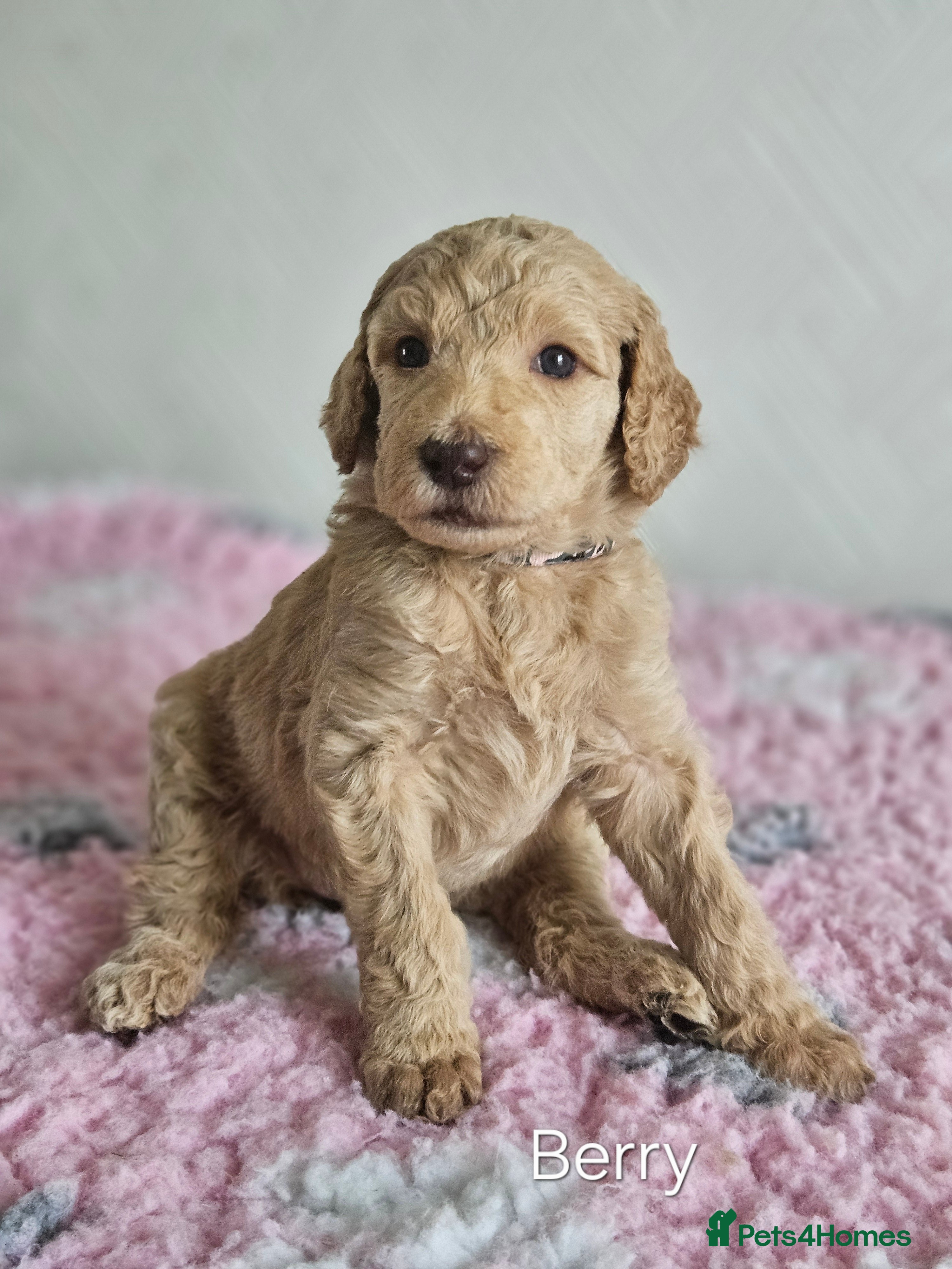 Standard Poodle dogs Kc Standard poodle puppies  - Advert 2