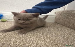 British Shorthair cats for sale: PEDIGREE BSH KITTENS READY TO FOR FOREVER HOMES  - Image 10