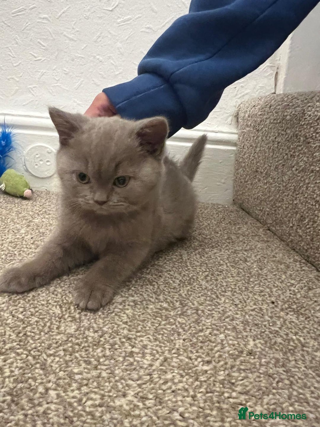 British Shorthair cats for sale: PEDIGREE BSH KITTENS READY TO FOR FOREVER HOMES  - Image 10