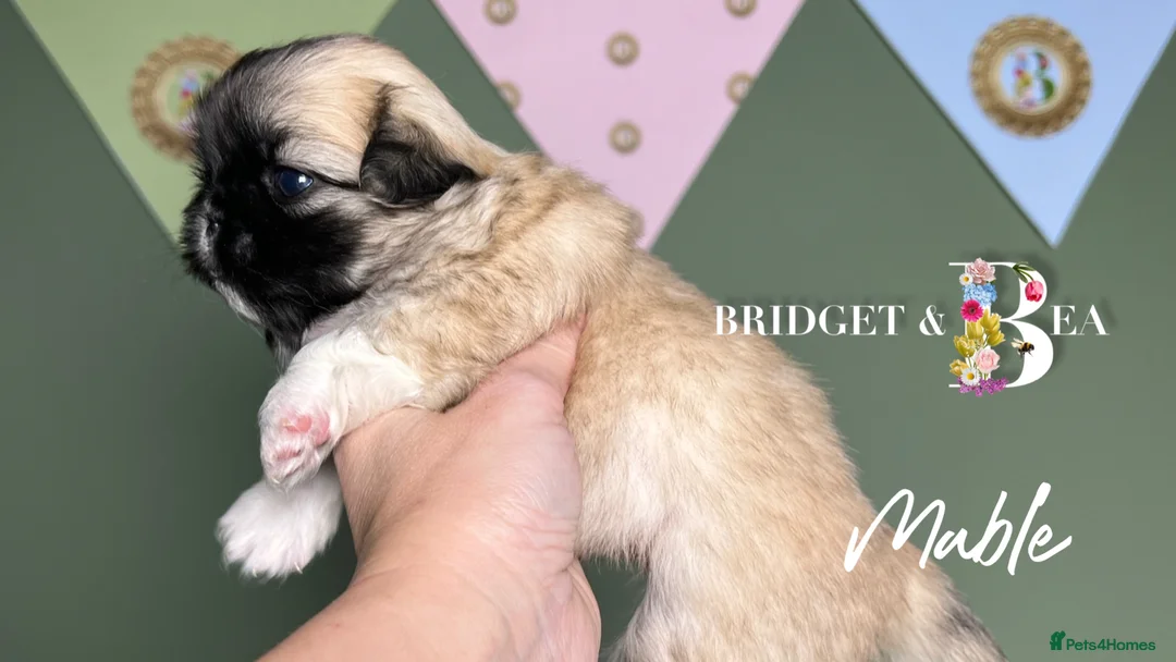 Pekingese dogs for sale: 🩷READY NOW 1 girl 1 boy 🩵 - Advert 15