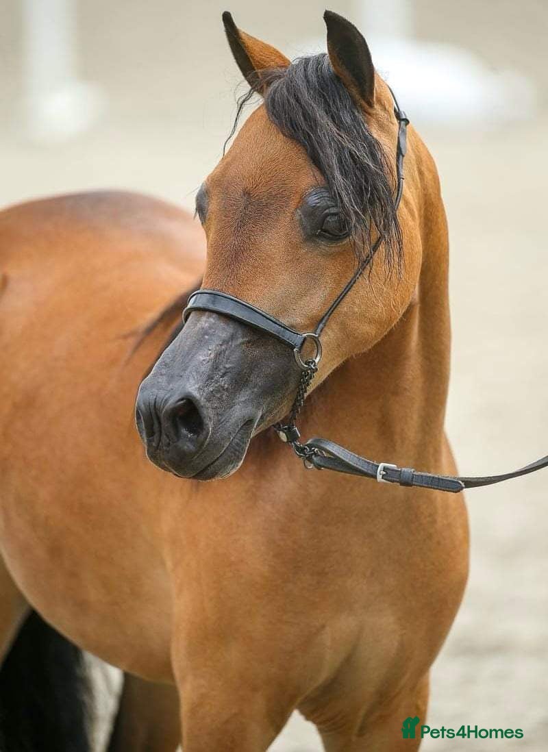 Miniature horses American Miniature Horse  - Advert 7