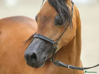 Miniature horses American Miniature Horse - Advert 7