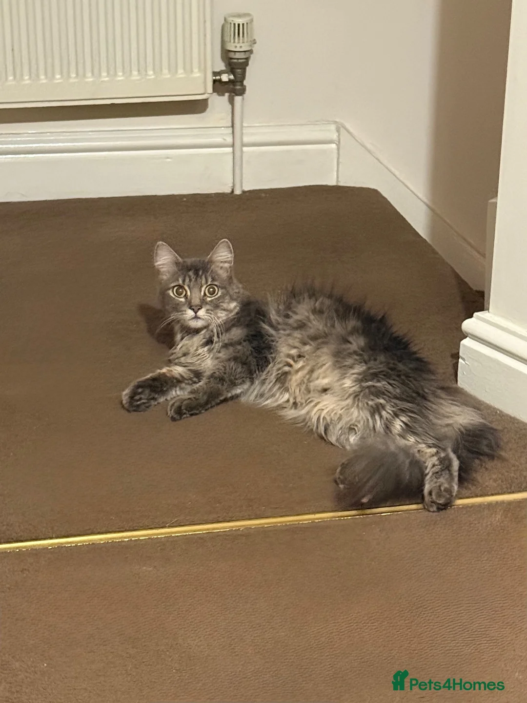 Mixed Breed cats for sale: Fluffy cat  in Southampton - Advert 4