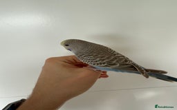 Budgerigars birds for sale: Young budgies happy&healthy in London - Image 15