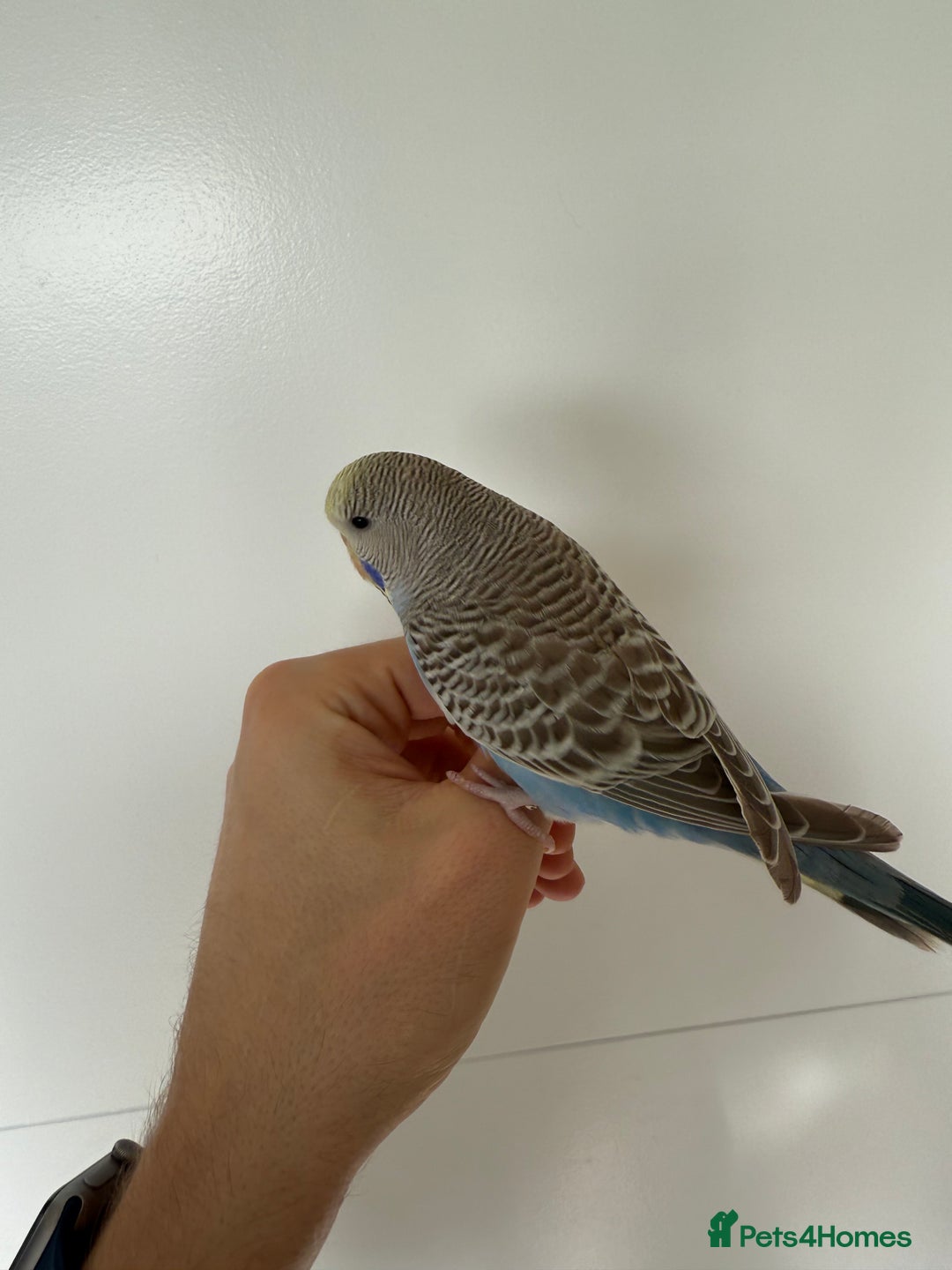 Budgerigars birds for sale: Young budgies happy&healthy in London - Image 15