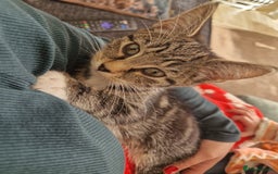 Aegean cats for sale: Female kitten  - Image 2