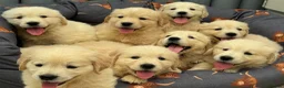Golden Retriever dogs for sale: TeddyBear Health tested Vaccs KC Golden Puppies - Advert 7
