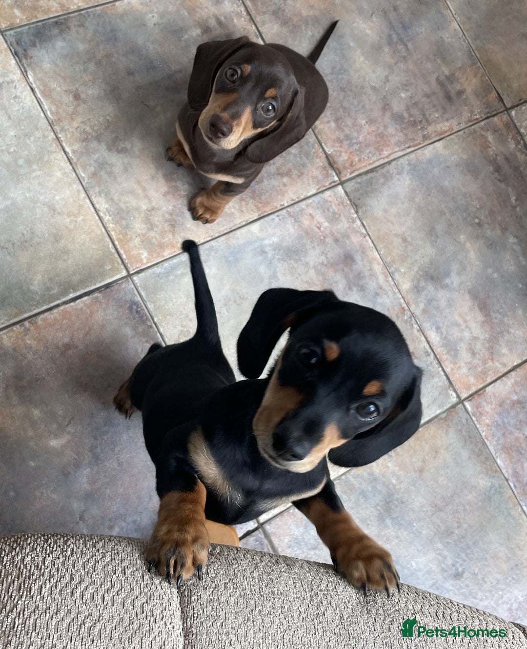 Miniature Dachshund dogs for sale: 2 Smooth Haired Minatare Dachshund Puppy Girls - Advert 6