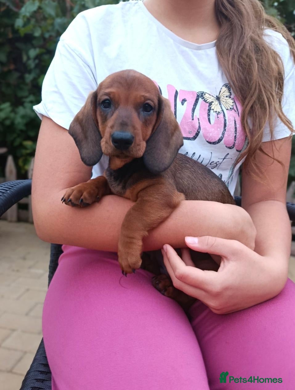 Dachshund dogs Champion Bloodline Standard Dachshund - Advert 1