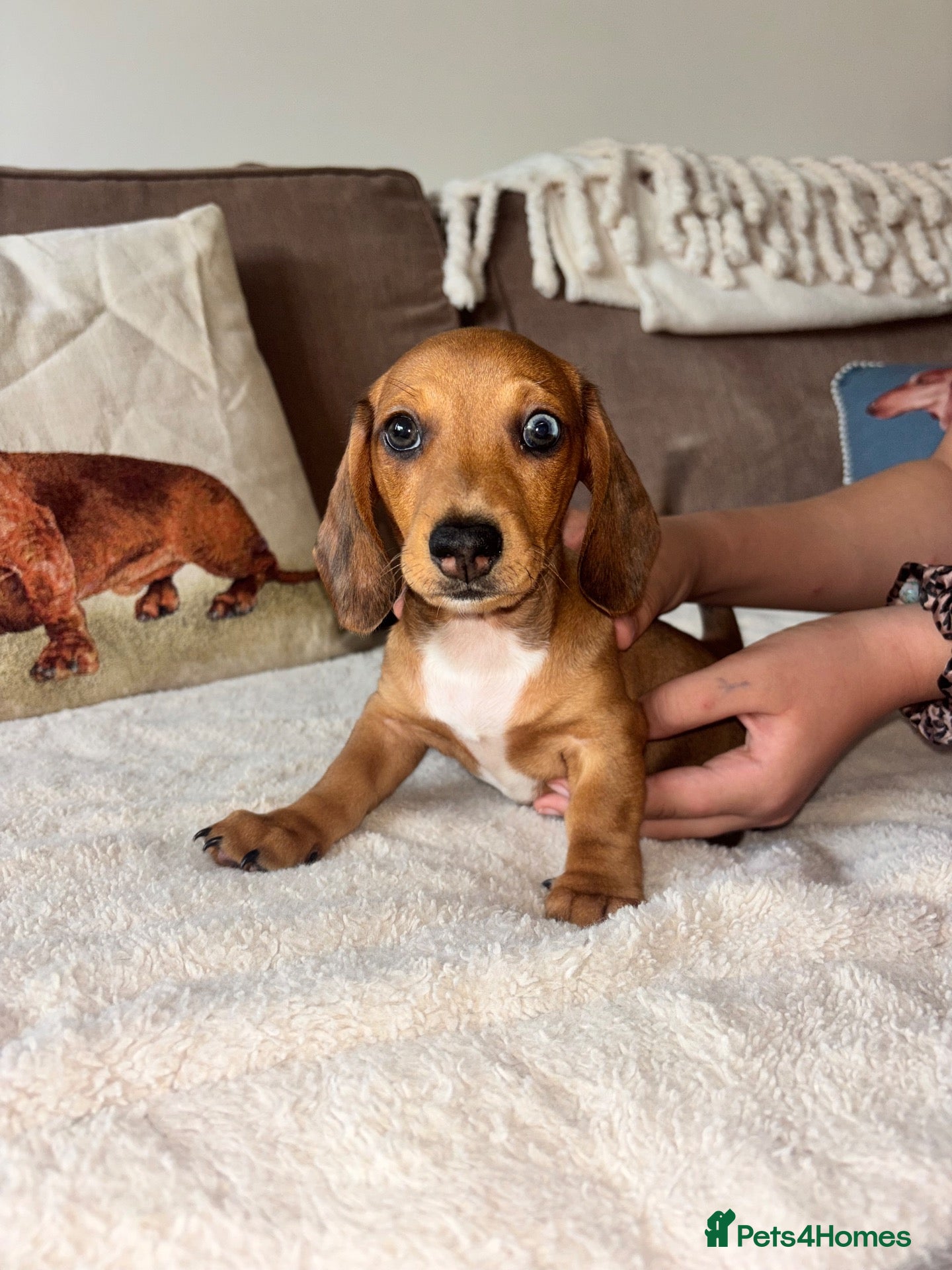 Miniature Dachshund dogs 🐾 KC-Registered Puppies – 2 Puppies Remaining 🐾 - Advert 1