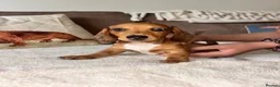 Miniature Dachshund dogs for sale: 🐾 KC-Registered Puppies – 2 Puppies Remaining 🐾 in Luton - Advert 1
