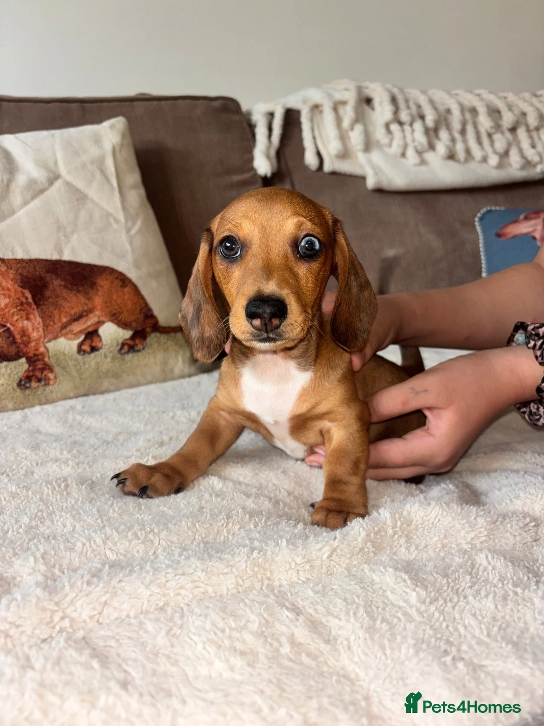Miniature Dachshund dogs for sale: 🐾 KC-Registered Puppies – 2 Puppies Remaining 🐾 in Luton - Advert 1