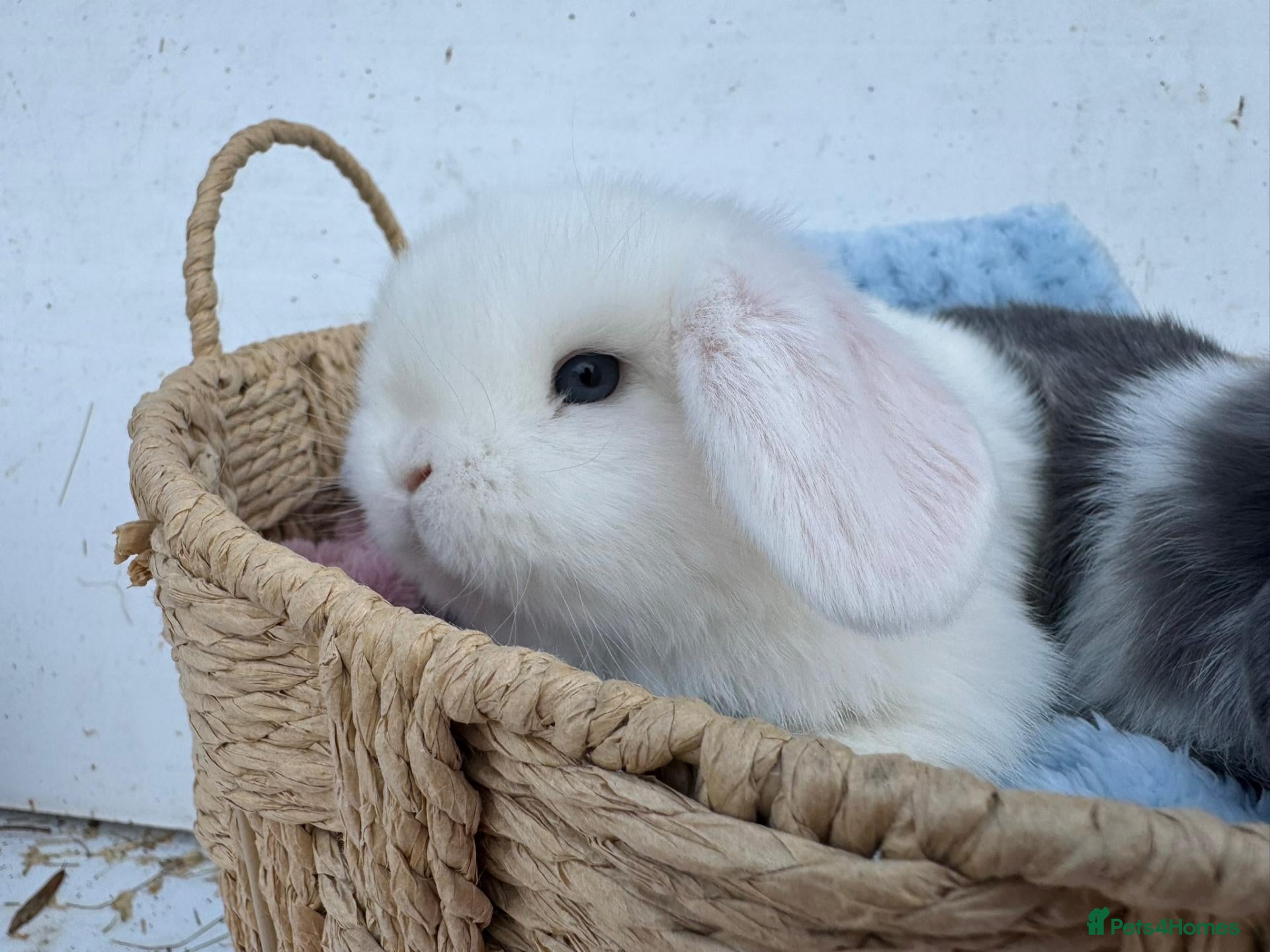 Mini Lop rabbits Pure bred Mini Lop RabbitS - Advert 2