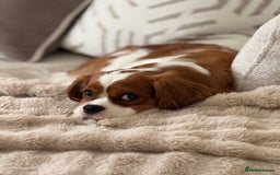 Cavalier King Charles Spaniel dogs for sale: Ruby boys kc cavalier King Charles puppies  - Image 17