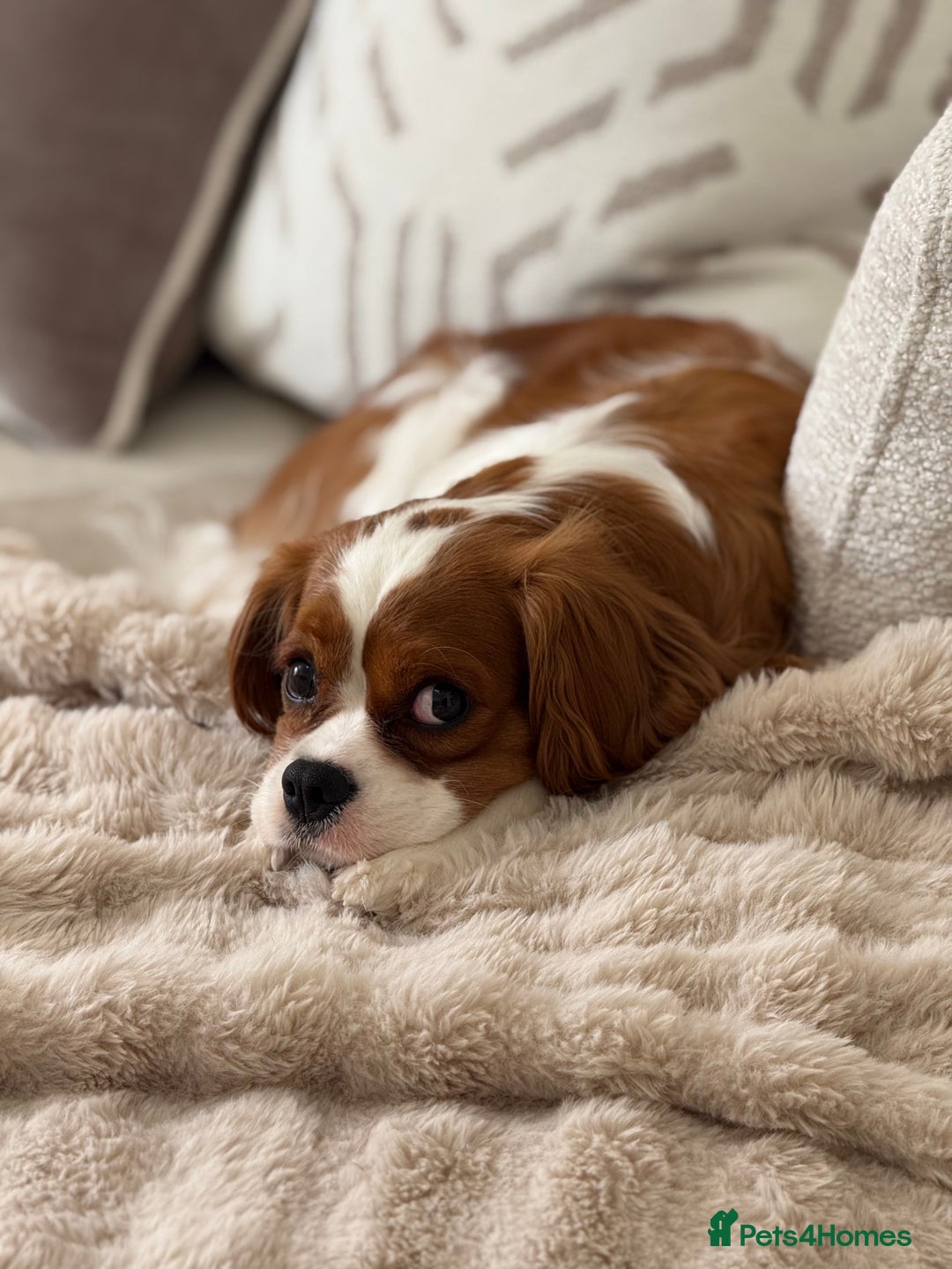 Cavalier King Charles Spaniel dogs for sale: Ruby boys kc cavalier King Charles puppies  - Image 17