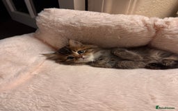 Scottish Fold cats for sale: 5 British Longhair and Scottish Straight kittens  - Image 2