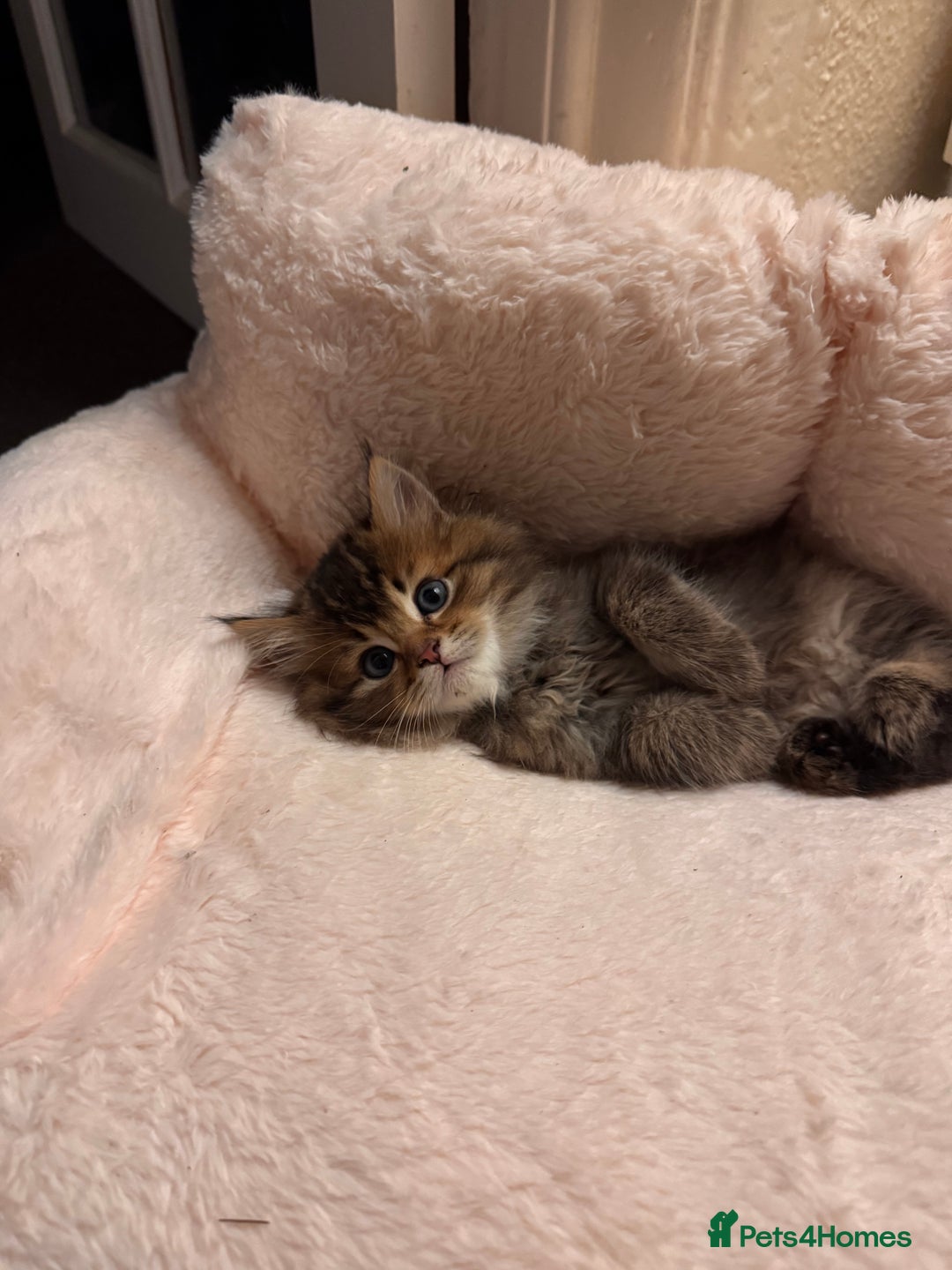 Scottish Fold cats for sale: 5 British Longhair and Scottish Straight kittens  - Image 2