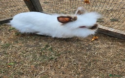 Lionhead rabbits for sale: Lionhead Bunnies - Image 5