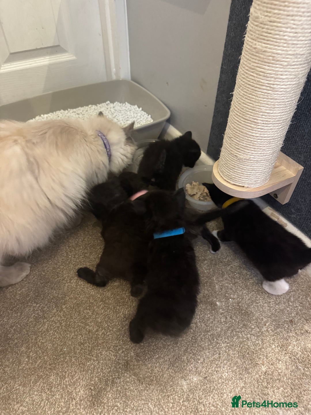 Ragdoll cats for sale: Half Ragdoll kittens  - Image 11