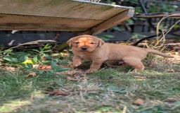 Labrador Retriever dogs for sale: Exceptional KC Labrador Puppies for Sale - Image 7