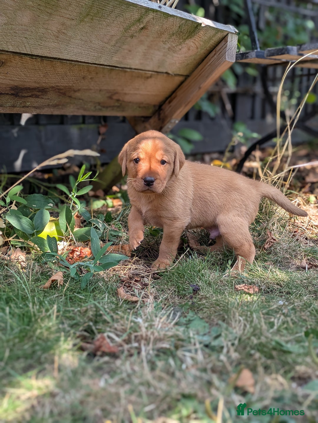 Labrador Retriever dogs for sale: Exceptional KC Labrador Puppies for Sale - Image 7