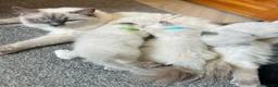 Ragdoll cats for sale: Beautiful ragdoll kittens ready to reserve.    - Advert 1