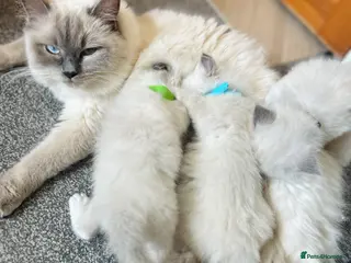 Ragdoll cats Beautiful ragdoll kittens ready to reserve. - Advert 1